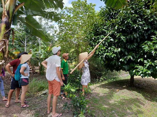 Muoi Cuong Cacao Farm